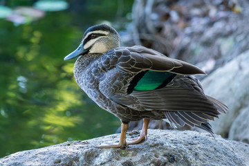 Pacific black duck - Australia