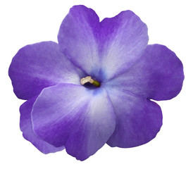 watercolor violets flower  purple. Flower isolated on a white background. No shadows with clipping path. Close-up. Nature.