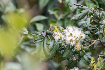 White-chinned Sapphire (beija-flor-roxo). Hylocharis cyanus. Seeking the nectar of flowers.