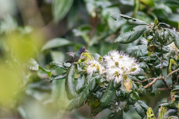 White-chinned Sapphire (beija-flor-roxo). Hylocharis cyanus. Seeking the nectar of flowers.