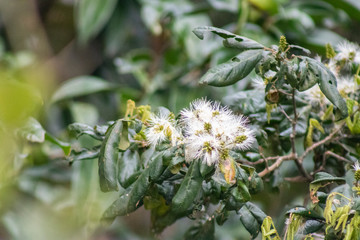 Inga flower (shimbillo) in the garden