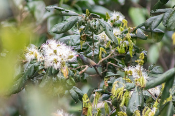 White-chinned Sapphire (beija-flor-roxo). Hylocharis cyanus. Seeking the nectar of flowers.