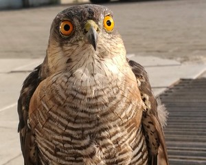 great grey owl