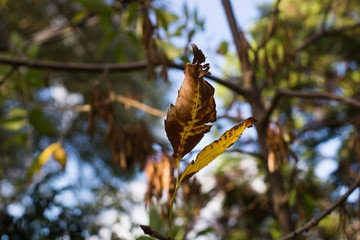 
Hoja con colores especiales del otoño