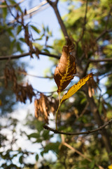 
Autumn typical dry leaf