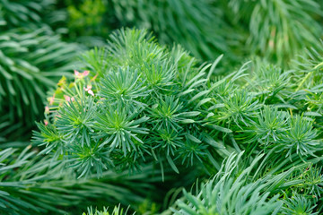 Naklejka na ściany i meble natural background. Many branches of coniferous ornamental plants with green needles. Euphorbia cyparissias, the cypress spurge, is a species of plant in the genus Euphorbia.