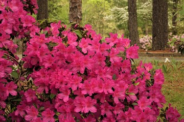 Purple Azalea flower bush blooming in the garden background, Springtime in GA USA.