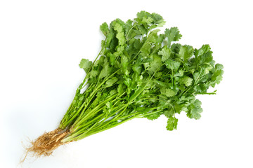 Bunch of fresh coriander leaves isolated on white background
