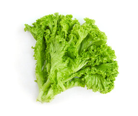 Fresh green lettuce leaves isolated on white
