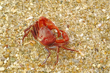 Red crab on the beach. Selective focus