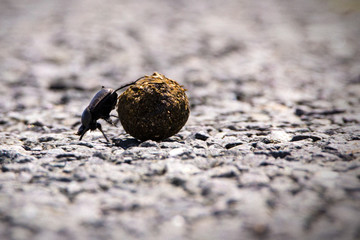 Dung beetle from Africa rolling dung ball