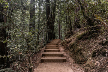 Nature hiking trail path walkway at Muir Woods National Monument