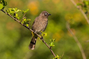 Cape Bulbul bird perched on a branch