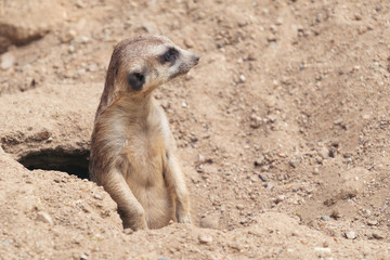 cute meerkat ( Suricata suricatta )