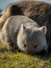Baby Wombat, Maria Island - Tasmania