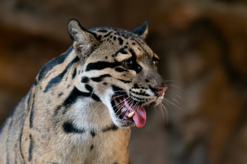 Clouded Leopard close up portrait