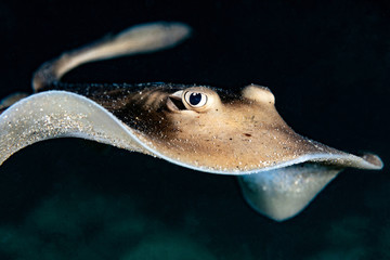 Baby Stingray with Big Eye on Black Background