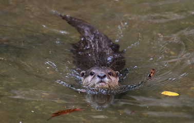 Asian small clawed otter
