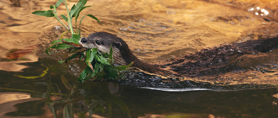 Asian small clawed otter