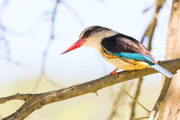 Brown hooded kingfisher