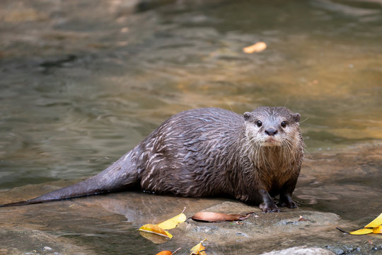 Asian Small Clawed Otter