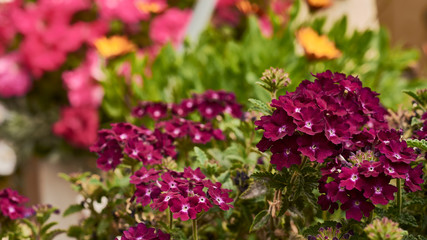 pink flowers in the garden