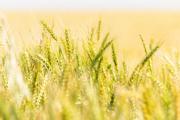 Obraz premium Wheatears background nature