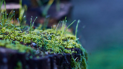 moss on the ground