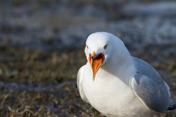 ring-billed gull (Larus delawarensis)  screaming