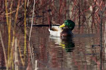 Mallard ducks in spring