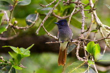 Female African paradise flycatcher perched in tree