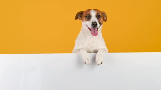 Dog breed Jack Russell Terrier with a large white banner for text on a yellow background. Copy space for advertisement.