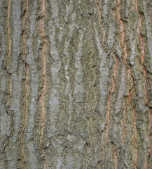 Close view of an oak trunk. Texture of oak bark.