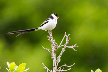 Pin tailed wydah bird sitting on branch, 