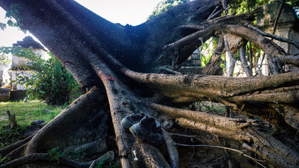 Wind torn out the tree