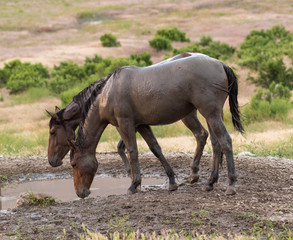 Obraz premium Wild horses after mud bath