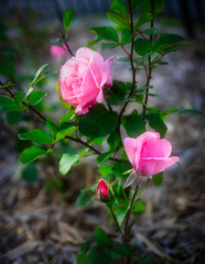 rose bush with two soft pink roses in bloom