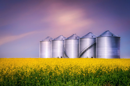 round steel bins sitting in a canola field at evening