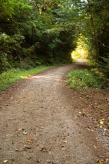 Fototapeta premium Trail through the woods