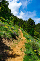 Fototapeta na wymiar 0000239_Yellow wildflowers line the Pole Canyon Tail at Great Basin National Park, Nevada_4653