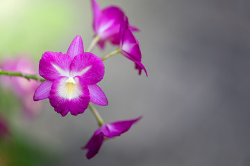 Fototapeta na wymiar Beautiful blooming orchids in forest