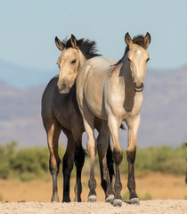 Obraz na płótnie Canvas Wild horse foals