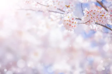 Fototapeten Kirschblütenblume im Frühjahr für Hintergrund oder Kopienraum für Text © panyaphotograph