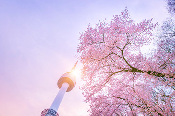 SEOUL, KOREA - April 13, 2019: Seoul tower at Spring time with cherry blossom tree in full bloom, south Korea. 4k timelapse