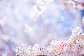 Cherry blossom  flower in spring for background or copy space for text © panyaphotograph