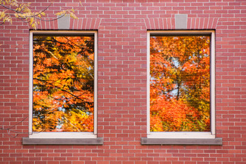 Autumn tinted maple leaves reflected in two windows of a red brick building. 