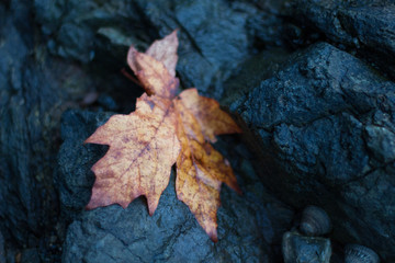 lead autumn leaf on wet rock