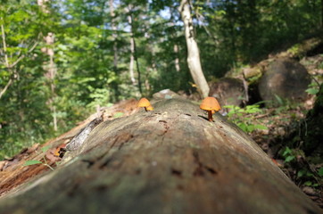 The mushroom that it grew from a tree