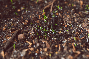 close-up of onion seedlings indoor in trays
