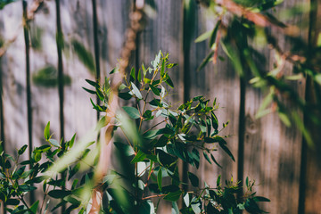 small eucalyptus plant outdoor in sunny backyard next to fence © faithie